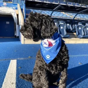 CFC Dog Bandana