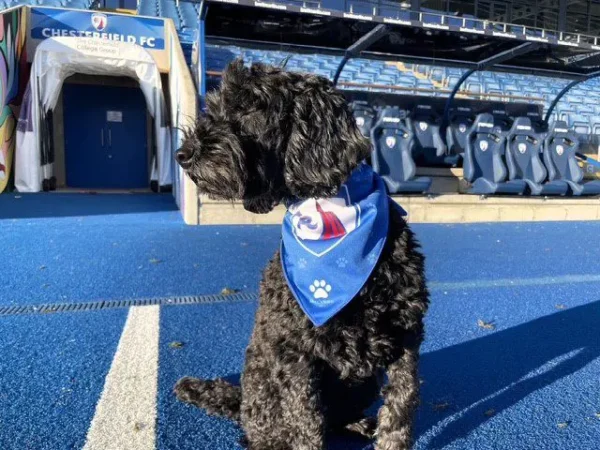 CFC Dog Bandana